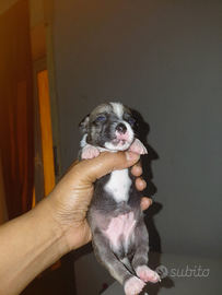 Animali chihuahua toy e pedigree