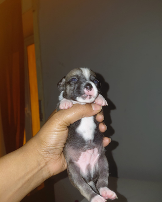 Animali chihuahua toy e pedigree