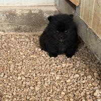 Spitz pomerania mini toy