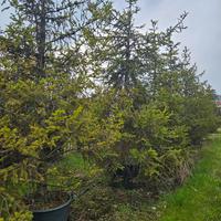 pino abete nero di montagna 4m