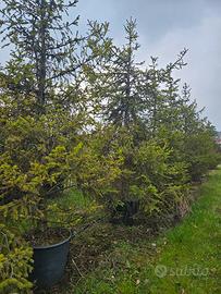 pino abete nero di montagna 4m