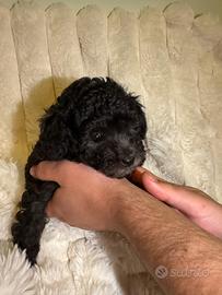 Cucciolo maschio di Barboncino Silver