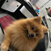 Sprizt pomeriana toy