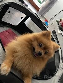 Sprizt pomeriana toy