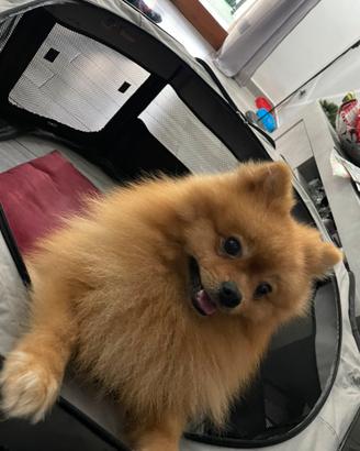 Sprizt pomeriana toy