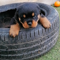 Rottweiler royal