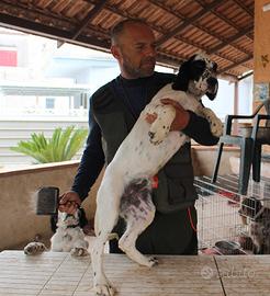 Cucciolo setter inglese - NATAN