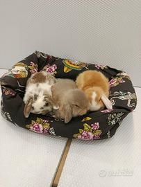 Conigli nani ariete mini lop