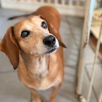 Margot cagnolina invisibile