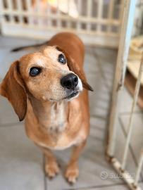 Margot cagnolina invisibile