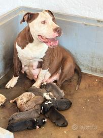 Cuccioli american Pitbull