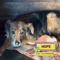 HOPE cagnolina 8 anni taglia piccola in adozione