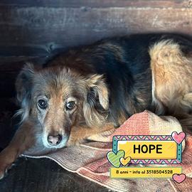 HOPE cagnolina 8 anni taglia piccola in adozione