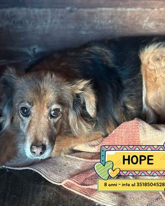 HOPE cagnolina 8 anni taglia piccola in adozione