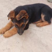 Cuccioli pastore tedesco