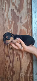 Pincher mini toy