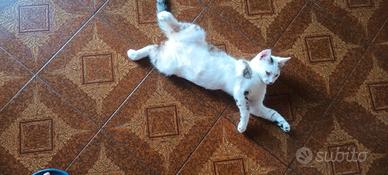 Gattino bianco