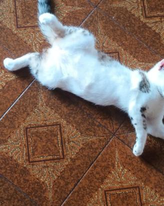 Gattino bianco