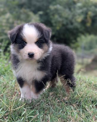 Cucciolo pastore australiano