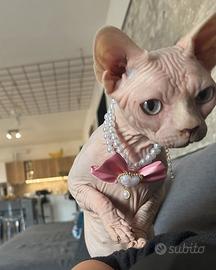 Gatta Sphynx intera
