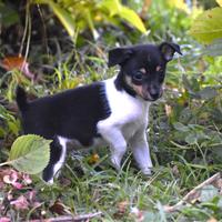 Piccoli Terrier (Tenterfield Terrier)