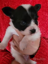 Cucciolo cane piccola taglia papillon