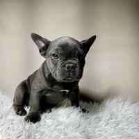 Bulldog francesi esotico femmina