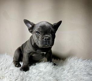 Bulldog francesi esotico femmina