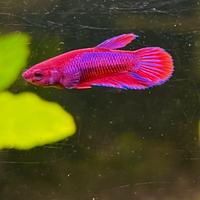 Betta pesce combattente