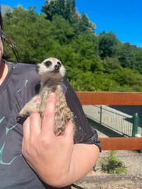 Suricata baby