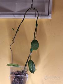 talee di optimist al prezzo di 15€ in radicazione 