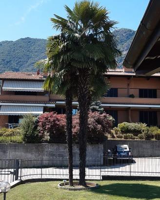 Palme da giardino
