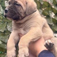 Cane corso
