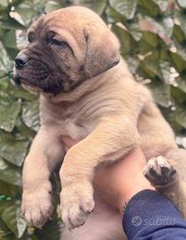 Cane corso