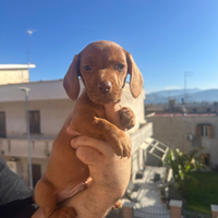 Cuccioli di bassotto color fulvo