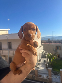 Cuccioli di bassotto color fulvo