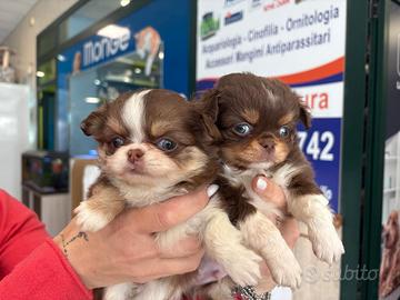 Chihuahua toy messicano