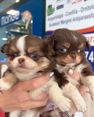 Chihuahua toy messicano