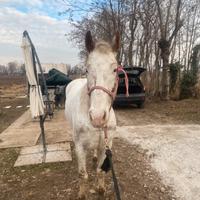 Cavallo appalusa
