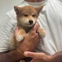 Shiba femmina Fulvo disponibile