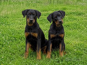 Cuccioli incrocio doberman