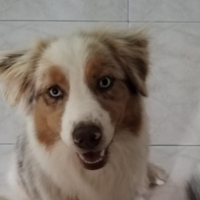 Femmina pastore australiano