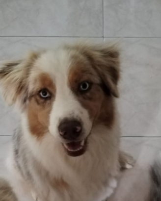 Femmina pastore australiano