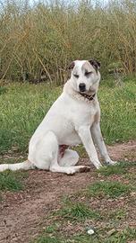 Cagnolina 2 anni giovane Adozione Roma
