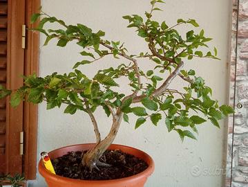 Prebonsai carpino bianco