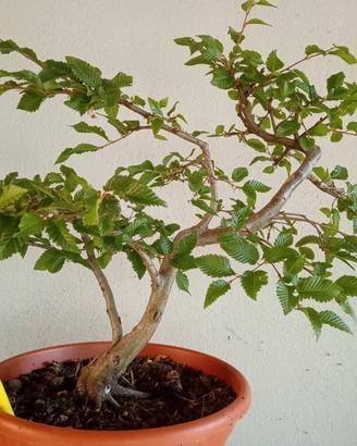 Prebonsai carpino bianco
