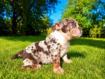 Bulldog inglesi colori esotici