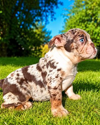 Bulldog inglesi colori esotici