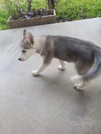Husky Cuccioli