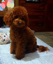 Cuccioli barboncino mini toy red